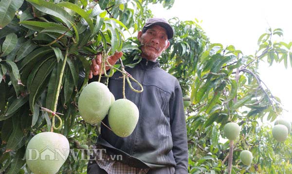 Mê mẩn vườn xoài trái &#34;khổng lồ&#34; như đào tiên ở vùng biên Bình Phước - 1