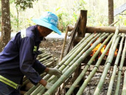 Thị trường - Tiêu dùng - Nghề lạ ở An Giang: Đốt lửa nướng tầm vông ở vùng Bảy Núi