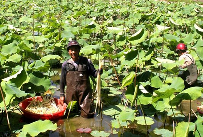 Có ao không nuôi tôm cá, trồng thứ siêu bình dân này mà phát tài - 1