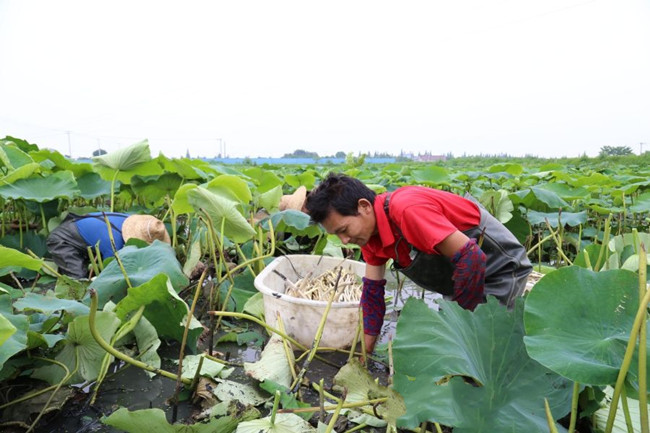 Có ao không nuôi tôm cá, trồng thứ siêu bình dân này mà phát tài - 2