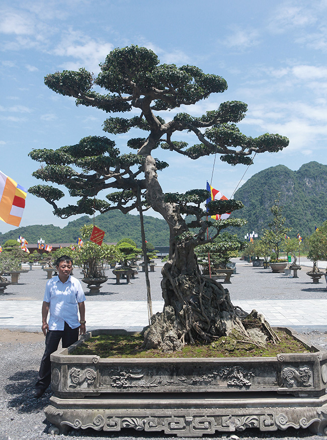 Tại triển lãm cây cảnh ở Tam Chúc (Ba Sao, Kim Bảng, Hà Nam), cây sanh cổ của ông Nguyễn Đăng Khải gây được sự chú ý của du khách bởi cây nhiều năm tuổi, có dáng thế độc đáo.