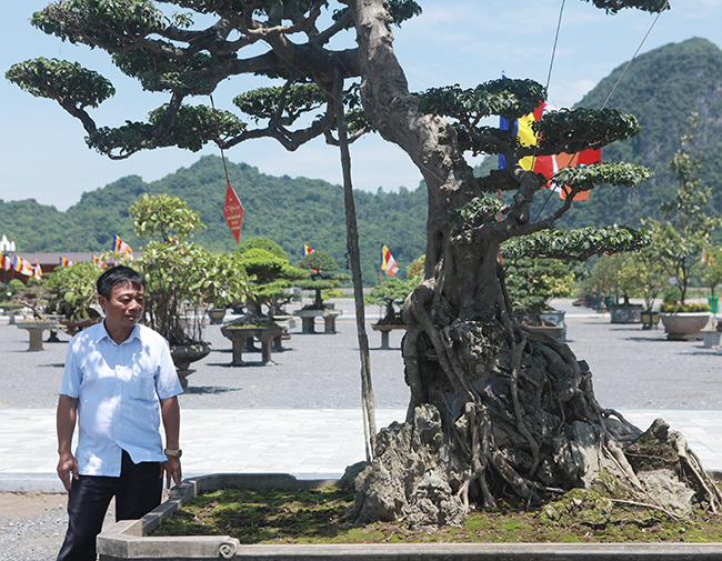 Ông Khải cho biết, cây sanh có tên “nghênh phong phụ tử” – ý nghĩa người cha cõng người con hóng gió. Cây có tuổi đời khoảng 200 năm, cây cao khoảng 4m, tán tộng 3m và đường kính gốc gần 1m.