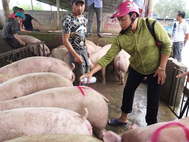 Giá heo hơi thấp nhất trong 2 năm; Kiên Giang nhập 10 xe lợn/ngày vì thiếu hụt - 1