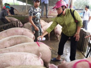 Thị trường - Tiêu dùng - Giá heo hơi thấp nhất trong 2 năm; Kiên Giang nhập 10 xe lợn/ngày vì thiếu hụt