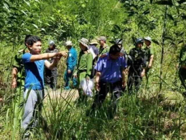 Ai là kẻ chủ mưu hạ độc rừng thông ở Lâm Đồng?