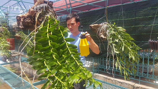 Từ giò phi điệp bạn cho, sau 4 năm làm nên vườn lan rừng tiền tỷ - 2