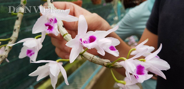 Từ giò phi điệp bạn cho, sau 4 năm làm nên vườn lan rừng tiền tỷ - 3