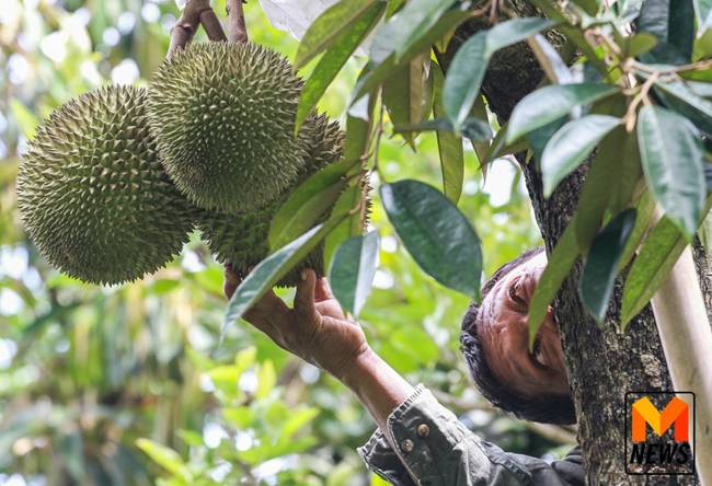 Đây được đánh giá là giống sầu riêng có chất lượng ngon nhất thế giới.