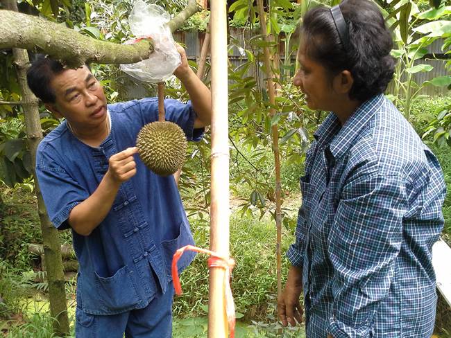 Sầu riêng Kanyao gần như bị xóa sổ sau trận lụt lớn cách đây vài năm.&nbsp;Pa Toi Lung Mu là một trong những nơi duy nhất trồng giống sầu riêng này.