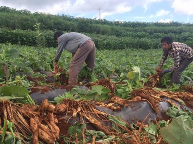 Trồng “trái cây đất” thu lợi nhuận lên đến hàng trăm triệu