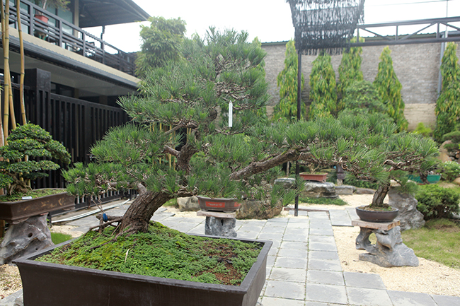 Những cây thông đen có giá tiền tỷ này thuộc một nhà vườn ở Thị trấn Neo, Yên Dũng, Bắc Giang. Anh là doanh nhân đồng thời là một người đam mê cây cảnh, nhất là những cây cảnh có nguồn gốc từ Nhật Bản.
