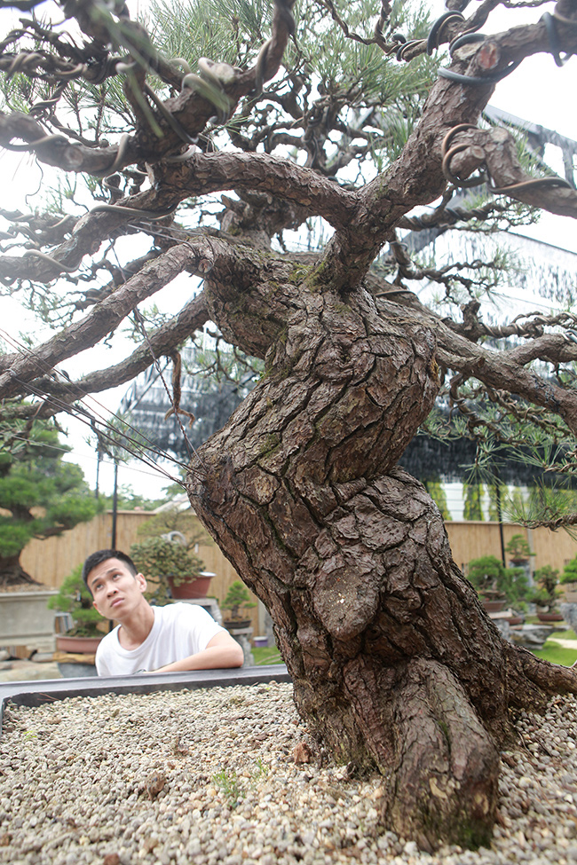 Cây tuy không cao nhưng thân uốn lượn rất đẹp chứng tỏ tay nghề của các nghệ nhân người Nhật rất đẳng cấp. Họ là “bậc thầy” về bonsai.