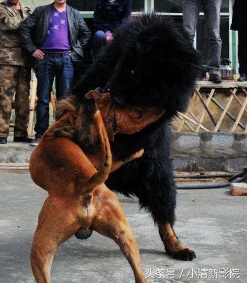 Video: Chó ngao Tây Tạng đơn độc tranh mồi giữa bầy sói vây quanh - 1