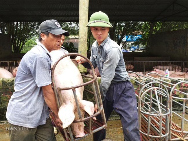 Giá heo hơi tăng vù vù lên 40.000 đồng/kg, chợ đầu mối &#34;cháy&#34; hàng - 1