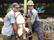 Thị trường - Tiêu dùng - Giá heo hơi tăng vù vù lên 40.000 đồng/kg, chợ đầu mối &quot;cháy&quot; hàng