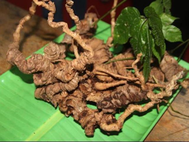 Việt  Nam có nhiều giống thảo dược quý, loại nào loại nấy “hái ra tiền”
