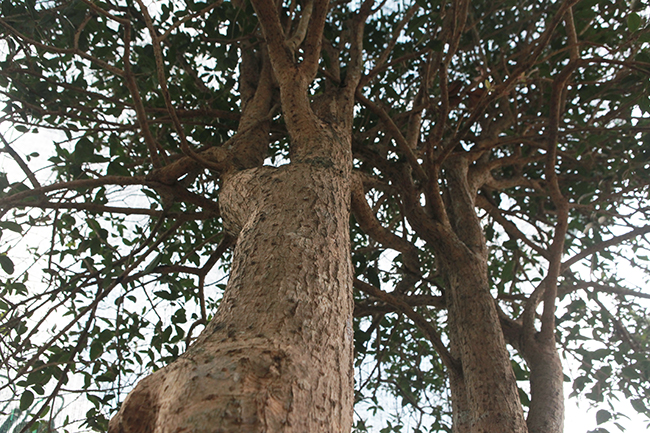 Thân cây xù xì chứng tỏ cây nhiều năm tuổi