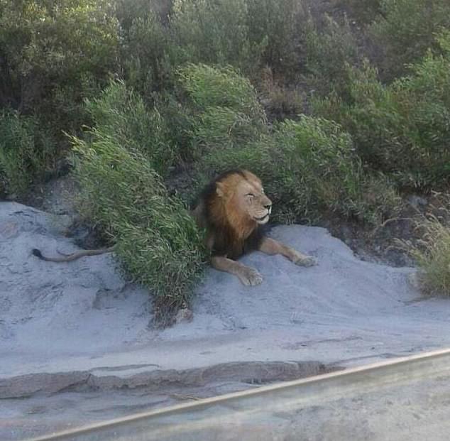 Lộ diện 14 con sư tử sổng chuồng, lang thang ngoài đường ở Nam Phi - 1