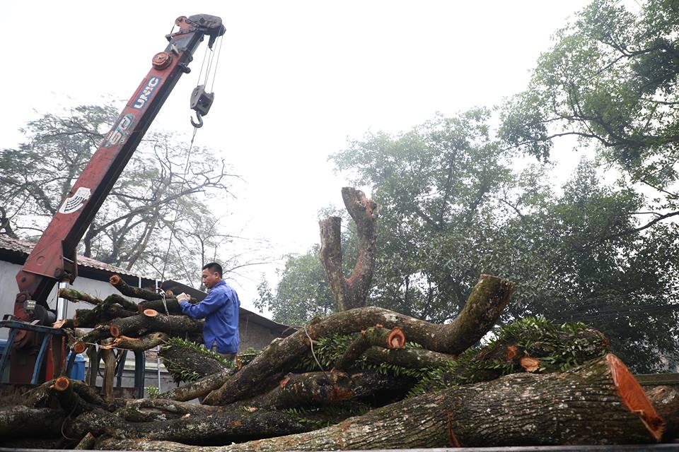 Dự kiến giá sàn thân cây sưa quý từng được trả giá trăm tỷ - 1