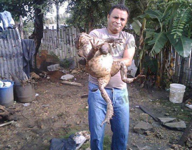 Hết hồn với loài ếch khổng lồ, to như đứa trẻ được giới nhà giàu yêu thích - 3