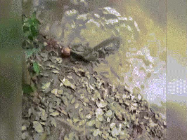 Thủy quái biết phóng điện khiến cá sấu tê liệt trên sông Amazon