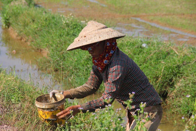 Bắt cua đưa lên bờ là có thương lái mua tại chỗ, trao tiền liền tay - 5