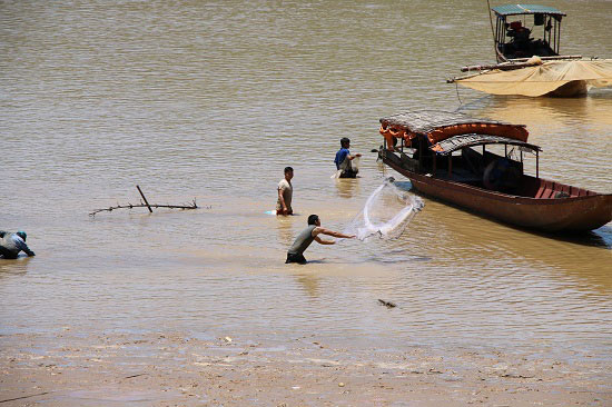 Trúng đậm mùa cá sặc bùn trên sông Đà, cá to nhiều vô kể - 1