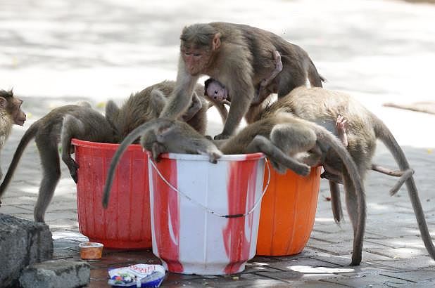 Ấn Độ nóng 50 độ C, khỉ cắn giết nhau tranh giành nước uống - 1