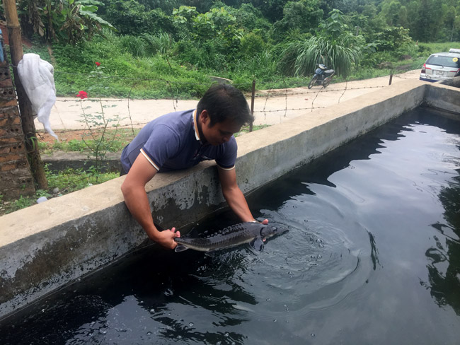 Thức ăn của cá tầm&nbsp;khá đặc biệt, được sản xuất trong nước với công nghệ của Nga. “Mỗi ngày cho ăn 3 bữa và cứ 2 ngày phải thay rửa nước trong ao một lần” - Anh Thếnh nói.