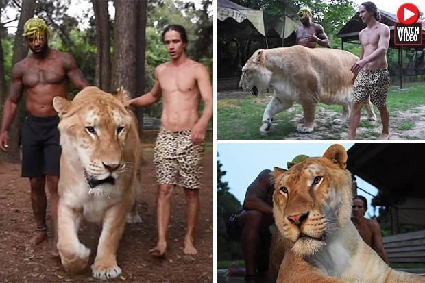 Video: Dắt hổ lai sư tử khổng lồ đi dạo, to lớn như quái vật - 1
