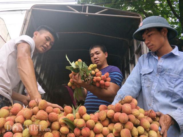 390 thương nhân Trung Quốc "đổ bộ" vùng vải thiều Lục Ngạn, mua giá cao