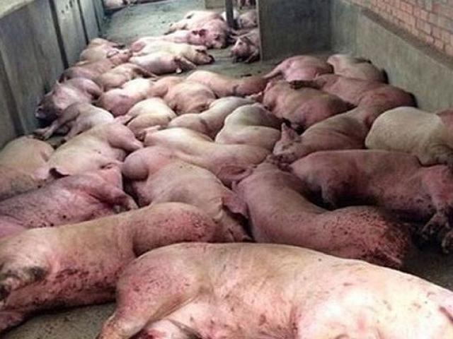 Thu gom lợn chết giết mổ, bán cho quán cơm tiêu thụ