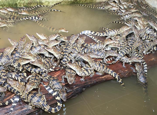 Theo anh, cá sấu phù hợp với các bạn trẻ có sở thích muốn chinh phục những loài hoang dã.