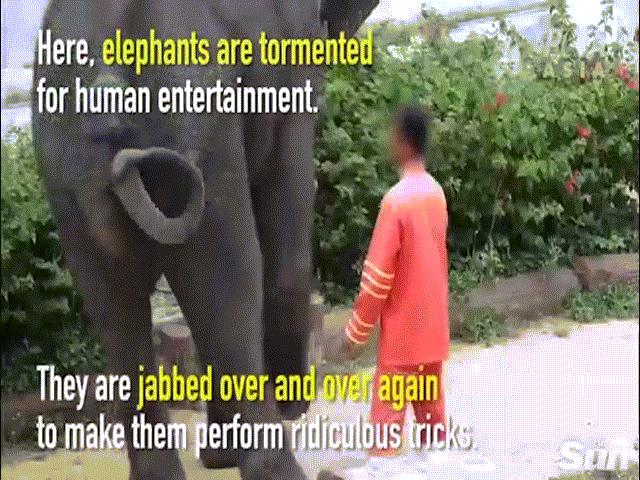 Du khách TQ đổ xô đến vườn thú bạo hành động vật ở Thái Lan