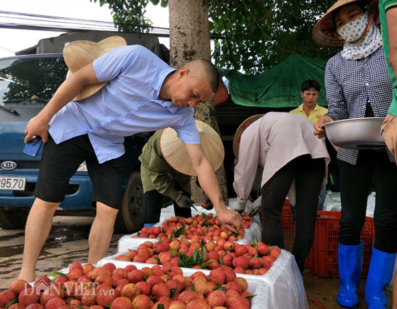 390 thương nhân Trung Quốc &#34;đổ bộ&#34; vùng vải thiều Lục Ngạn, mua giá cao - 2