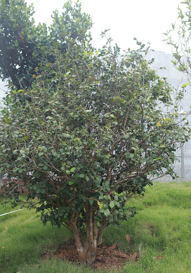 Những cây trà cổ thụ không có kiểu dáng bonsai nên nhiều người không biết vẻ đẹp của chúng. Khi nhìn thấy đám hoa này trong vườn, không ít người tưởng đó là bụi hoa thông thường, ít ai biết rằng chúng có giá trị lên đến vài trăm triệu đồng/cây, anh Dũng cho hay.