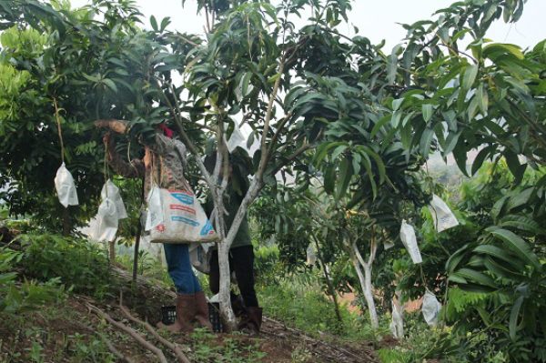 Sơn La: Xoài không trúng mùa nhưng trúng giá, dân phấn khởi - 2