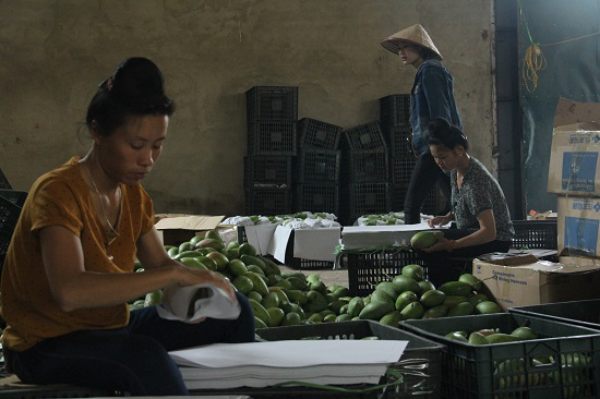 Sơn La: Xoài không trúng mùa nhưng trúng giá, dân phấn khởi - 3