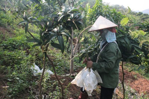 Sơn La: Xoài không trúng mùa nhưng trúng giá, dân phấn khởi - 4