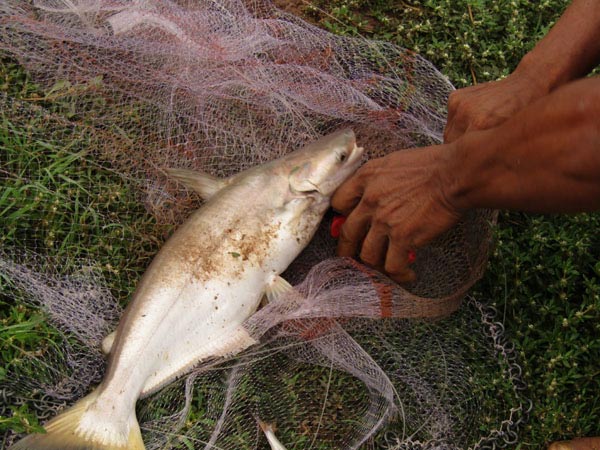 Làm giàu ở nông thôn: Đổi đời nhờ nuôi loài cá bông lau - 2