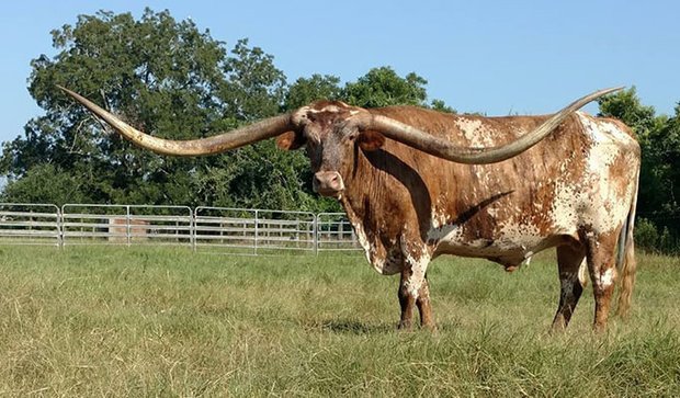 Chú bò lập kỷ lục với cặp sừng dài nhất thế giới - 2