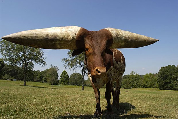 Chú bò lập kỷ lục với cặp sừng dài nhất thế giới - 1