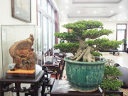 Thị trường - Tiêu dùng - Bộ sưu tập bonsai tiền tỷ và &quot;đồ chơi VIP&quot; của giới nhà giàu Việt