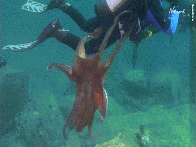 Video: Thợ lặn đang bơi bất ngờ bị bạch tuộc khổng lồ tấn công