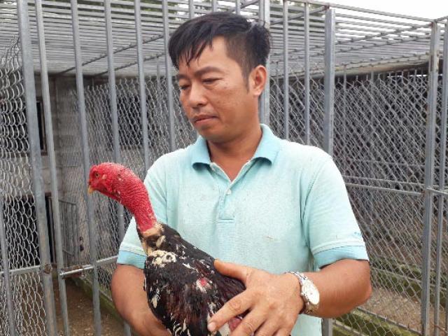 Bỏ việc Nhà nước về quê chỉ vì đam mê nuôi loài gà ham ”đánh võ”