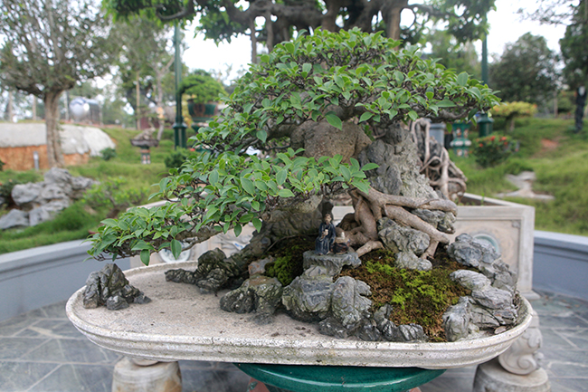 “Cụ” si tai chuột thuộc dòng bonsai nhỏ (mini), cây chỉ cao khoảng 40cm, tán rộng khoảng 50cm nhưng có giá trị rất cao.