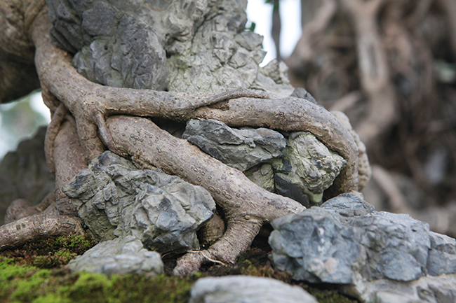 Rễ cây xù xì, trườn theo những khe đá rất khéo léo. Những nghệ nhân phải mất rất nhiều thời gian, công sức mới có được bộ rễ ký đá tuyệt đẹp như thế này.