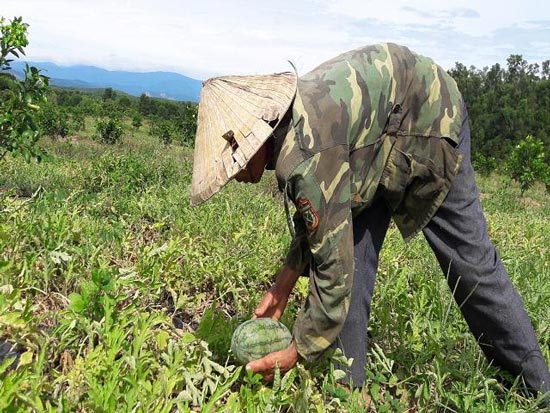 Hà Tĩnh: Trồng dưa hấu dưới tán bưởi, sau 3 tháng lời cả trăm triệu - 3