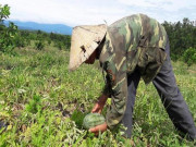 Thị trường - Tiêu dùng - Hà Tĩnh: Trồng dưa hấu dưới tán bưởi, sau 3 tháng lời cả trăm triệu