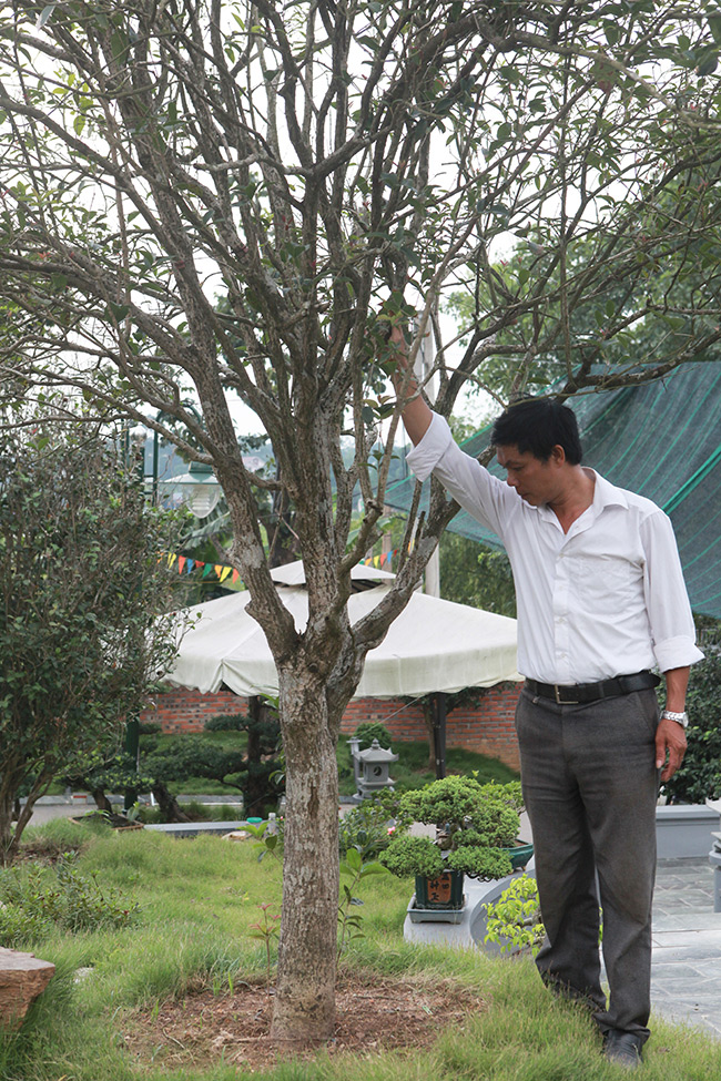 Trong khu vườn của anh Bùi Đức Dũng (TP. Việt Trì) có rất nhiều loại cây cảnh bản địa nhưng quý hiếm, độc đáo nhất vẫn là những cây mộc hương ta cổ thụ có nguồn gốc ở Việt Trì và các tỉnh phía Tây Bắc Việt Nam.